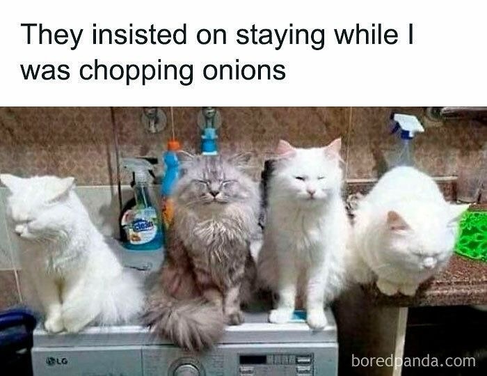 Cats Make The World A Better Place Just By Existing And These 78 Pics Prove It