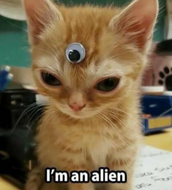 Cats Make The World A Better Place Just By Existing And These 78 Pics Prove It