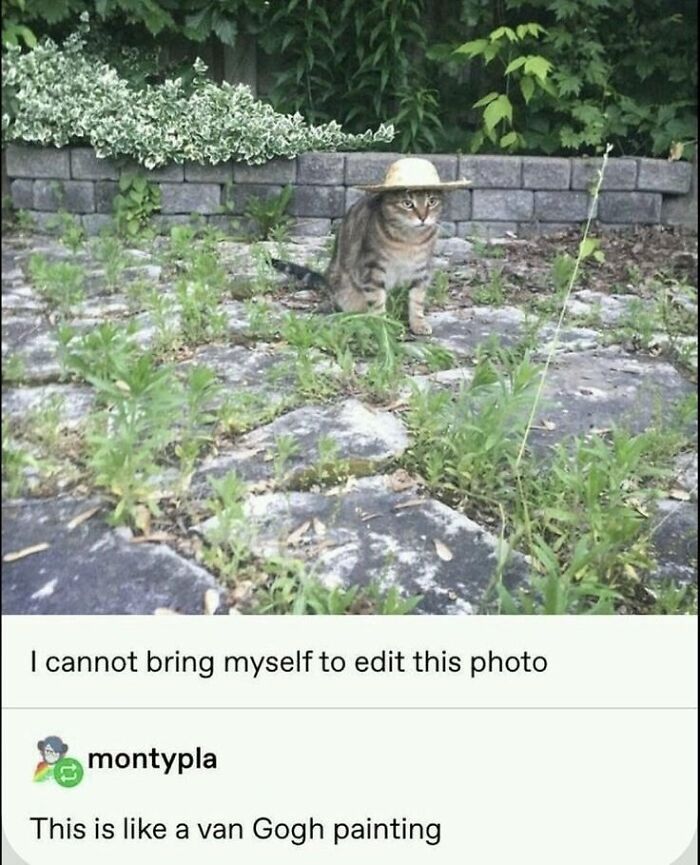 Cats Make The World A Better Place Just By Existing And These 78 Pics Prove It