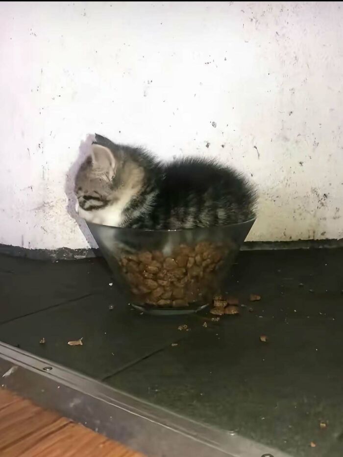 Cats Make The World A Better Place Just By Existing And These 78 Pics Prove It