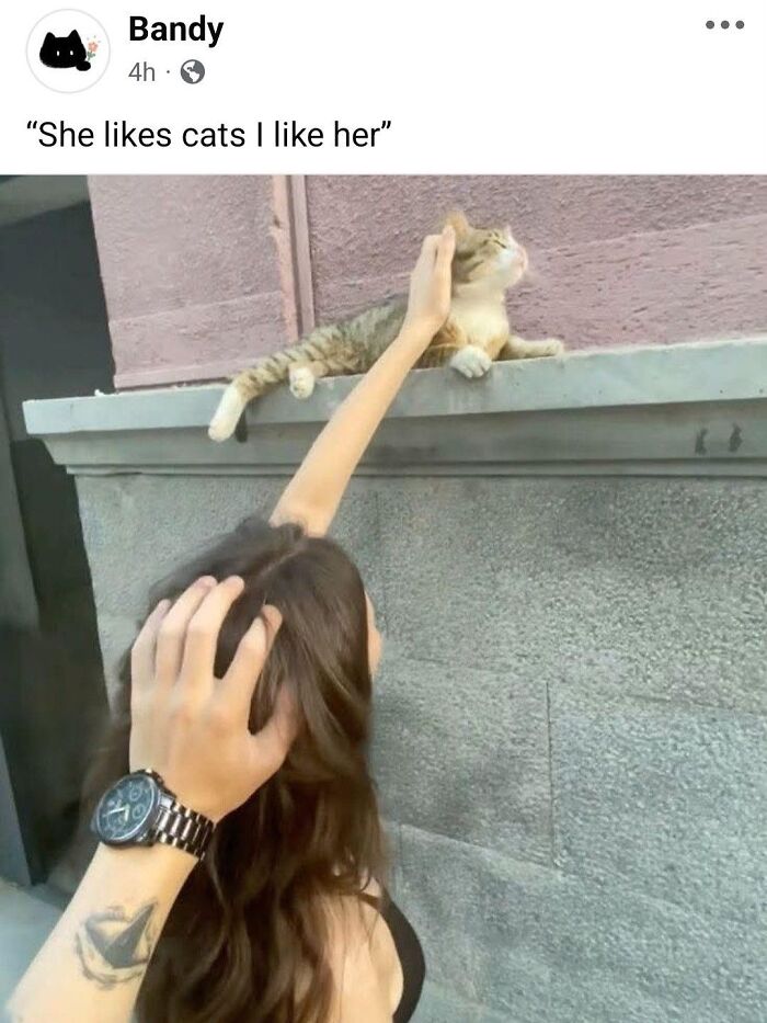 Cats Make The World A Better Place Just By Existing And These 78 Pics Prove It