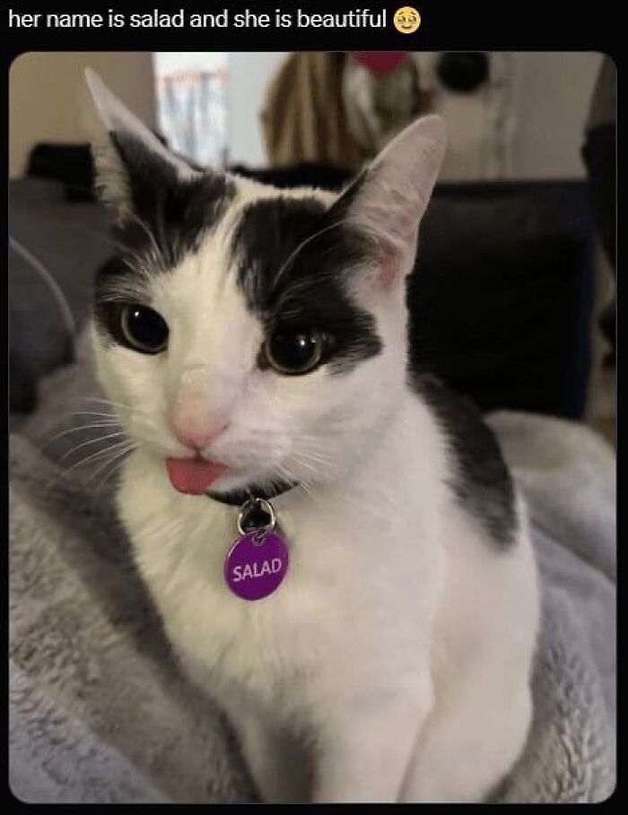 Cats Make The World A Better Place Just By Existing And These 78 Pics Prove It