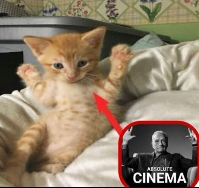 Cats Make The World A Better Place Just By Existing And These 78 Pics Prove It