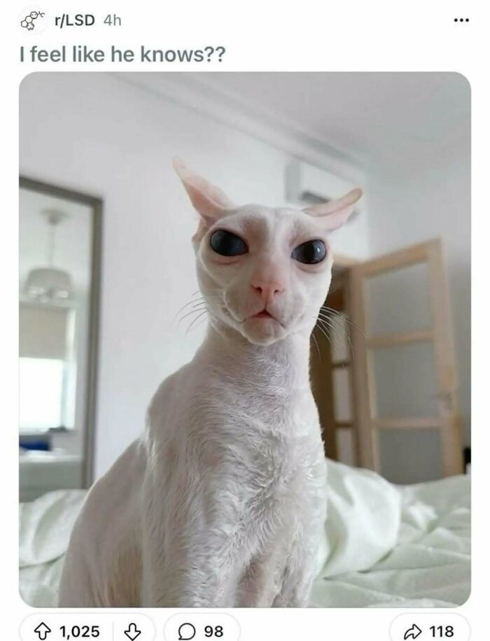 Cats Make The World A Better Place Just By Existing And These 78 Pics Prove It