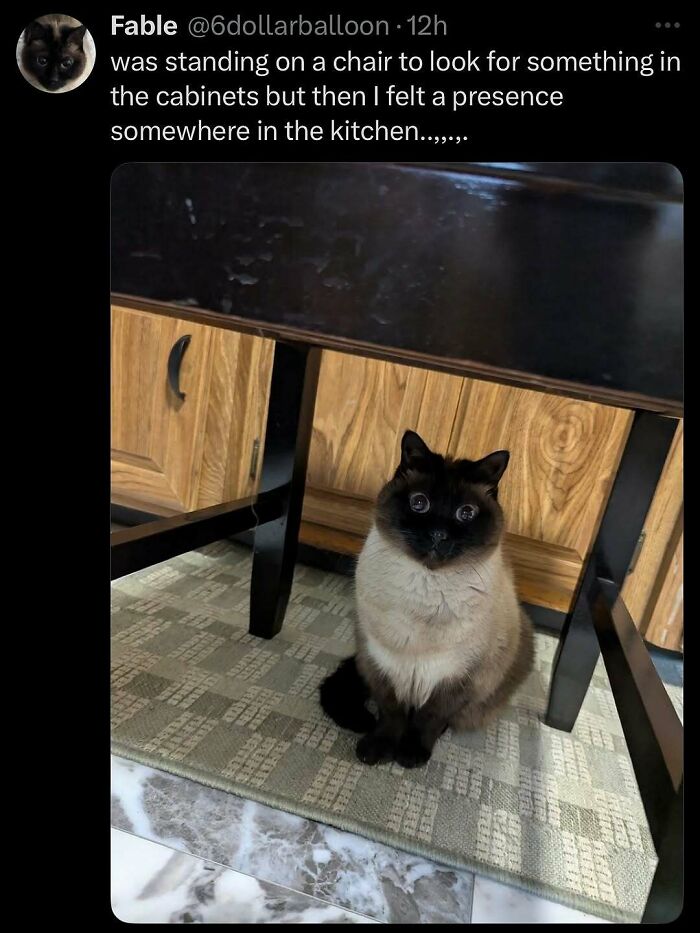 Cats Make The World A Better Place Just By Existing And These 78 Pics Prove It
