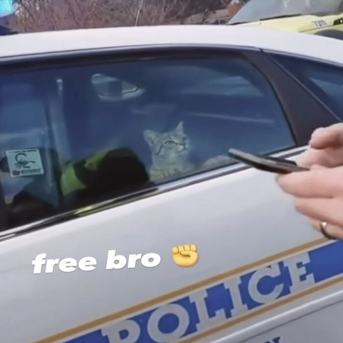 Cats Make The World A Better Place Just By Existing And These 78 Pics Prove It