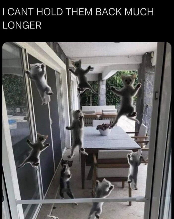 Cats Make The World A Better Place Just By Existing And These 78 Pics Prove It