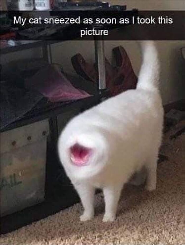 Cats Make The World A Better Place Just By Existing And These 78 Pics Prove It