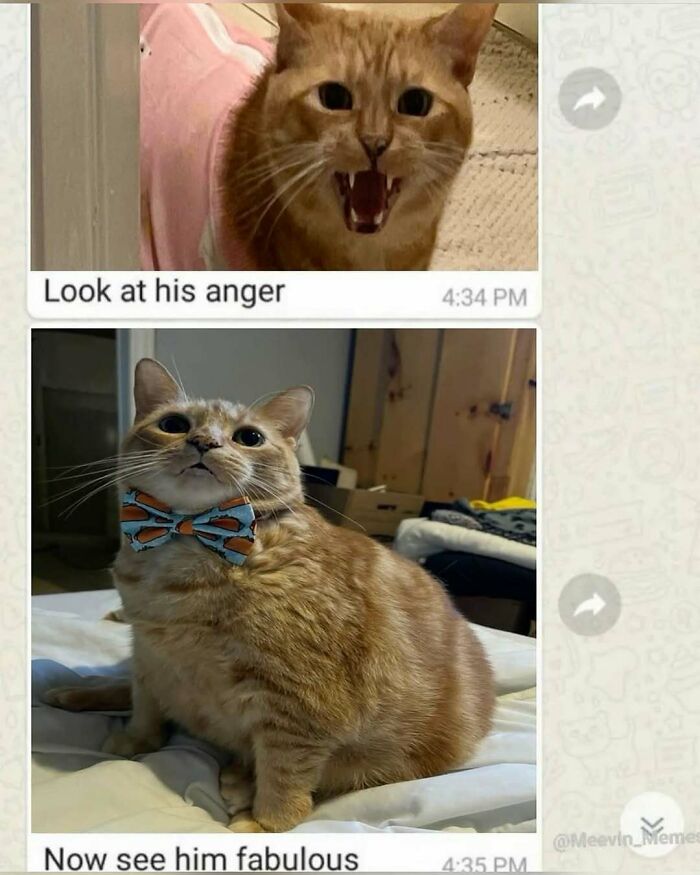 Cats Make The World A Better Place Just By Existing And These 78 Pics Prove It