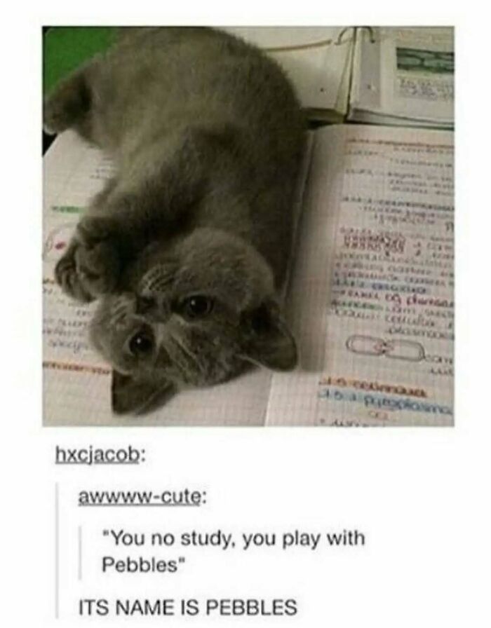 Cats Make The World A Better Place Just By Existing And These 78 Pics Prove It