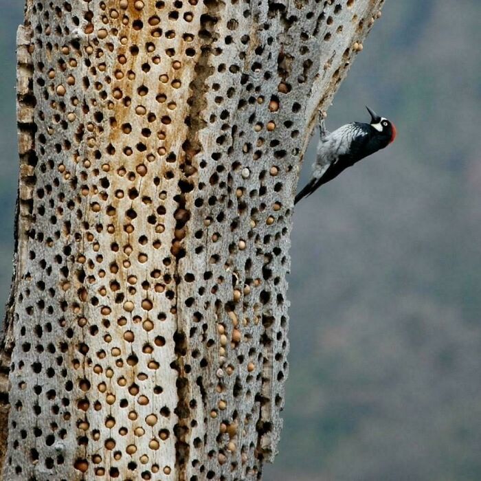 80 Pics That Are Weirdly Uncomfortable Even If You Don’t Suffer From Trypophobia (New Pics)