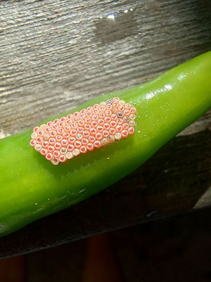 80 Pics That Are Weirdly Uncomfortable Even If You Don’t Suffer From Trypophobia (New Pics)