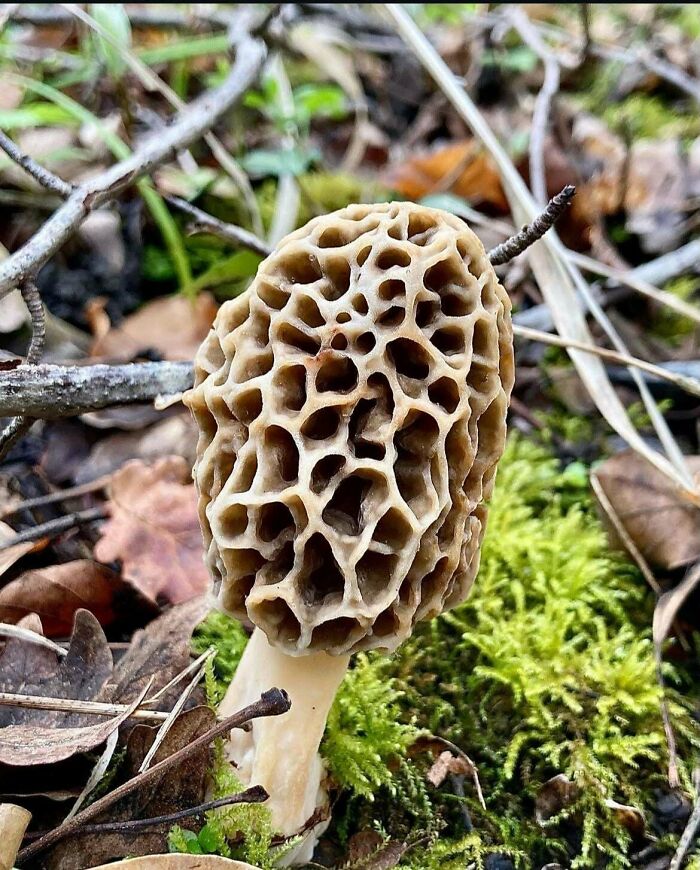 80 Pics That Are Weirdly Uncomfortable Even If You Don’t Suffer From Trypophobia (New Pics)