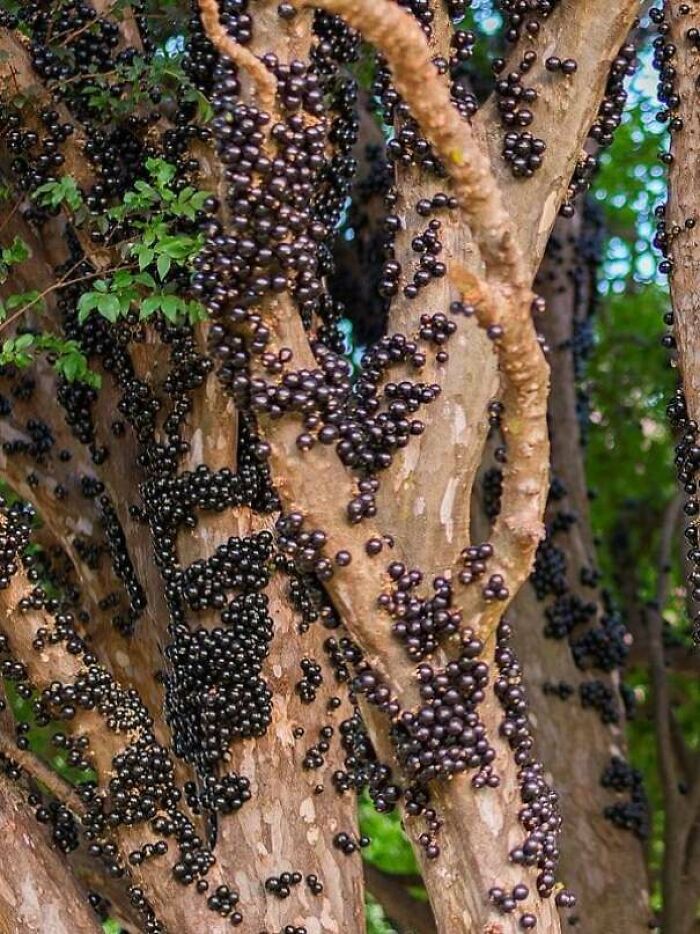 80 Pics That Are Weirdly Uncomfortable Even If You Don’t Suffer From Trypophobia (New Pics)