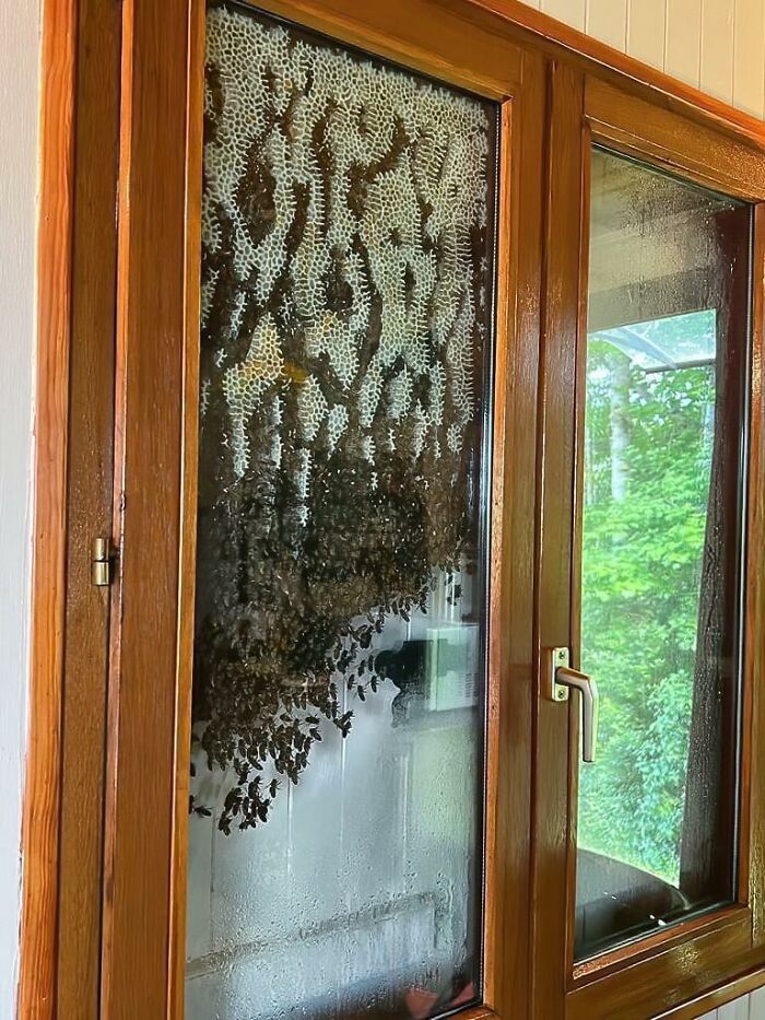 80 Pics That Are Weirdly Uncomfortable Even If You Don’t Suffer From Trypophobia (New Pics)
