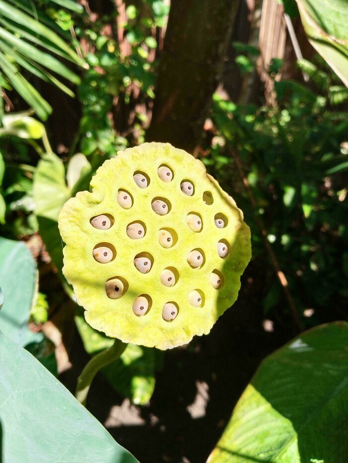80 Pics That Are Weirdly Uncomfortable Even If You Don’t Suffer From Trypophobia (New Pics)