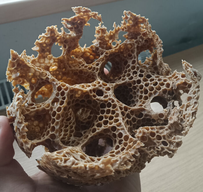 80 Pics That Are Weirdly Uncomfortable Even If You Don’t Suffer From Trypophobia (New Pics)