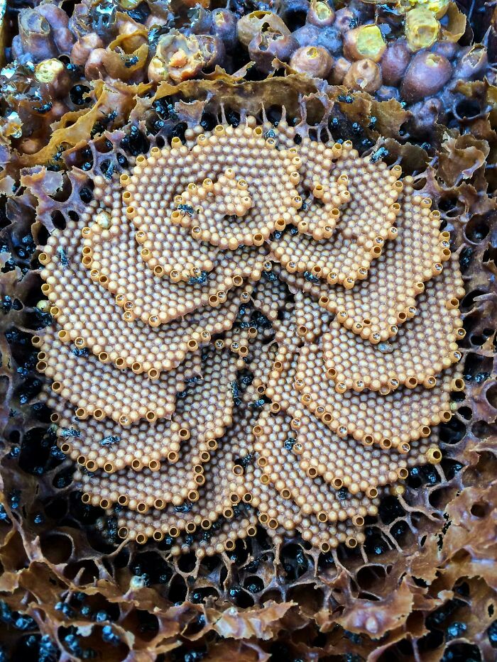80 Pics That Are Weirdly Uncomfortable Even If You Don’t Suffer From Trypophobia (New Pics)