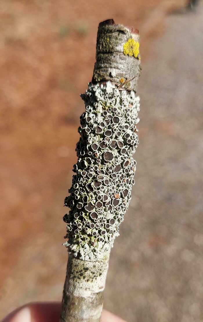 80 Pics That Are Weirdly Uncomfortable Even If You Don’t Suffer From Trypophobia (New Pics)
