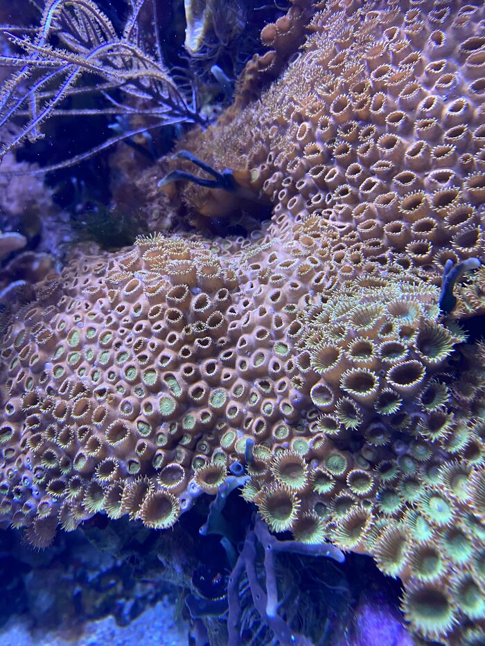 80 Pics That Are Weirdly Uncomfortable Even If You Don’t Suffer From Trypophobia (New Pics)