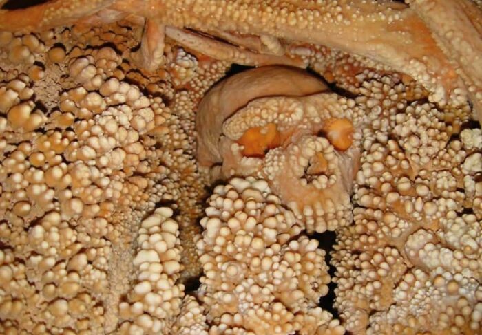 80 Pics That Are Weirdly Uncomfortable Even If You Don’t Suffer From Trypophobia (New Pics)