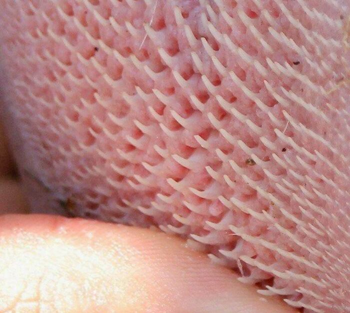 80 Pics That Are Weirdly Uncomfortable Even If You Don’t Suffer From Trypophobia (New Pics)
