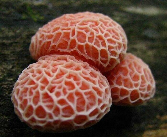 80 Pics That Are Weirdly Uncomfortable Even If You Don’t Suffer From Trypophobia (New Pics)