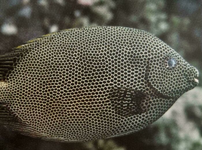 80 Pics That Are Weirdly Uncomfortable Even If You Don’t Suffer From Trypophobia (New Pics)