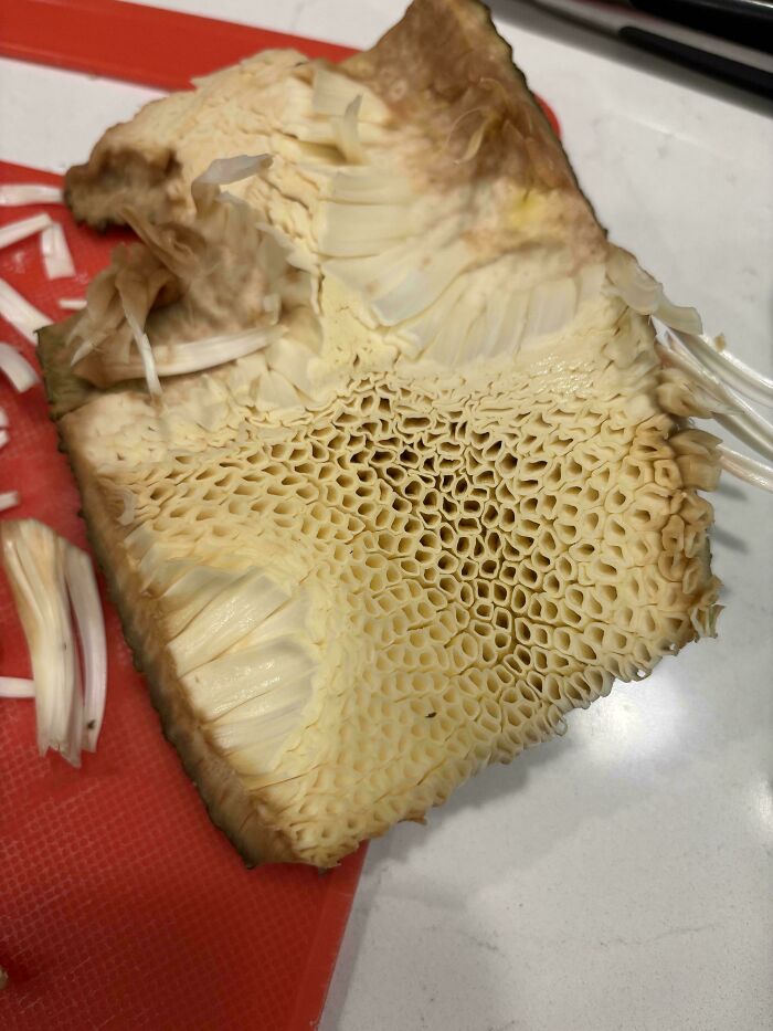 80 Pics That Are Weirdly Uncomfortable Even If You Don’t Suffer From Trypophobia (New Pics)