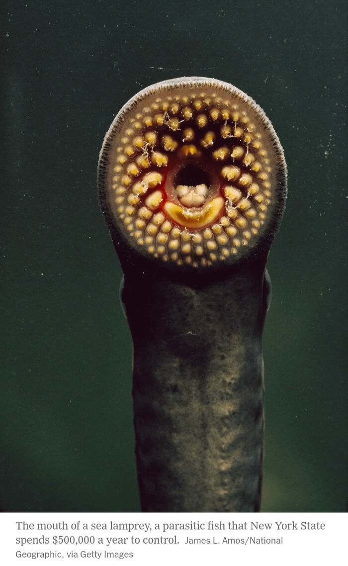 80 Pics That Are Weirdly Uncomfortable Even If You Don’t Suffer From Trypophobia (New Pics)