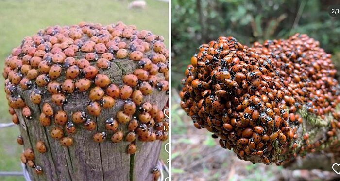 80 Pics That Are Weirdly Uncomfortable Even If You Don’t Suffer From Trypophobia (New Pics)