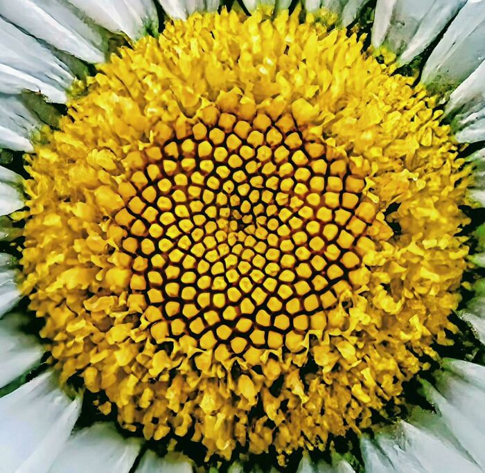 80 Pics That Are Weirdly Uncomfortable Even If You Don’t Suffer From Trypophobia (New Pics)