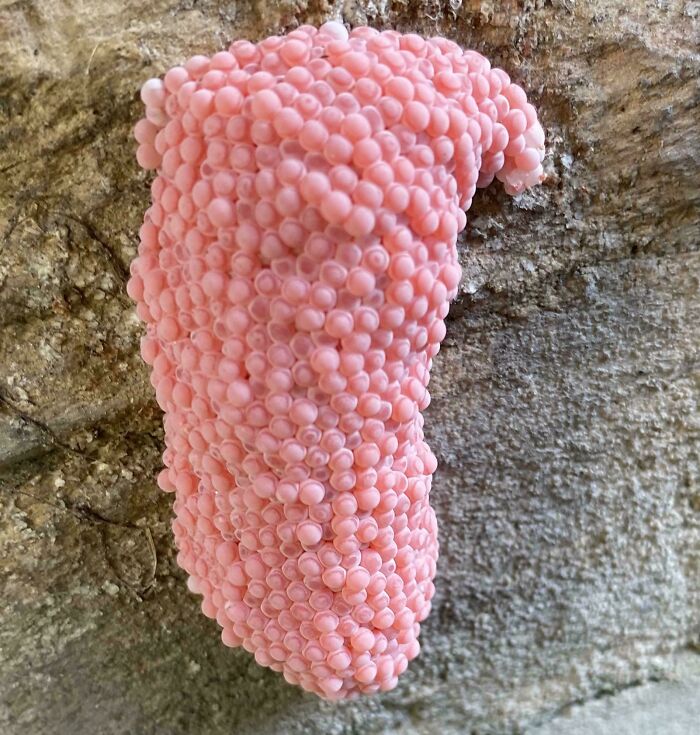 80 Pics That Are Weirdly Uncomfortable Even If You Don’t Suffer From Trypophobia (New Pics)