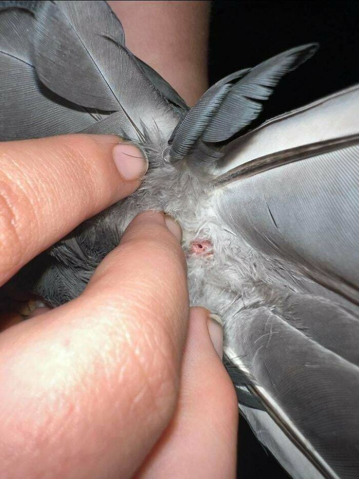 80 Pics That Are Weirdly Uncomfortable Even If You Don’t Suffer From Trypophobia (New Pics)