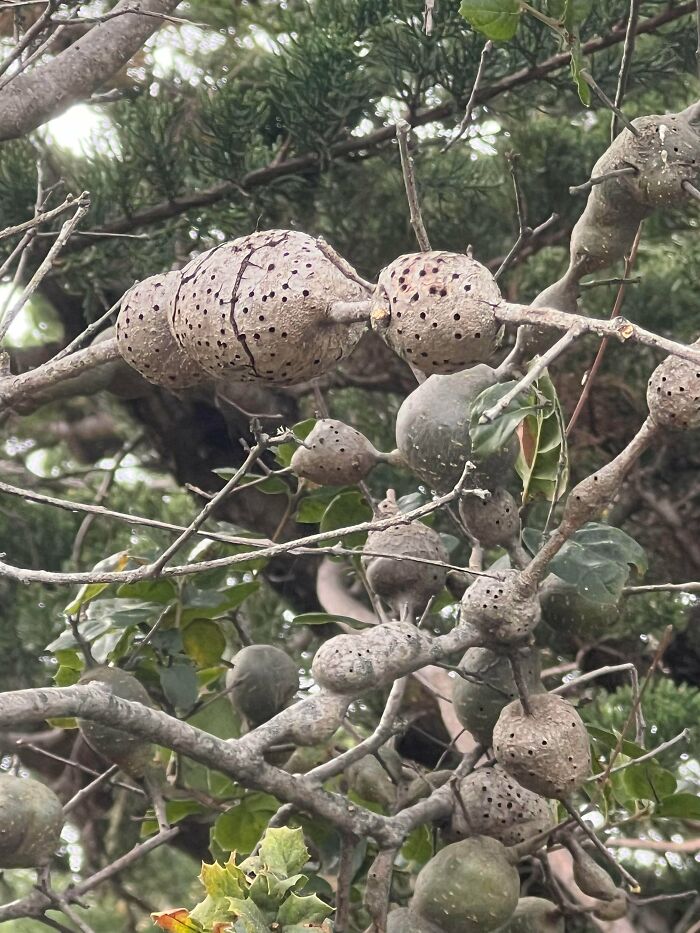 80 Pics That Are Weirdly Uncomfortable Even If You Don’t Suffer From Trypophobia (New Pics)