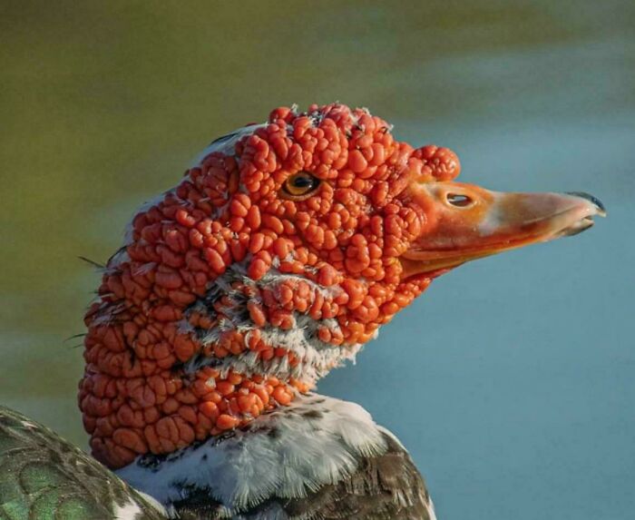 80 Pics That Are Weirdly Uncomfortable Even If You Don’t Suffer From Trypophobia (New Pics)