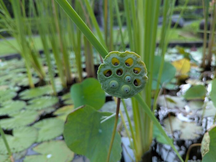 80 Pics That Are Weirdly Uncomfortable Even If You Don’t Suffer From Trypophobia (New Pics)