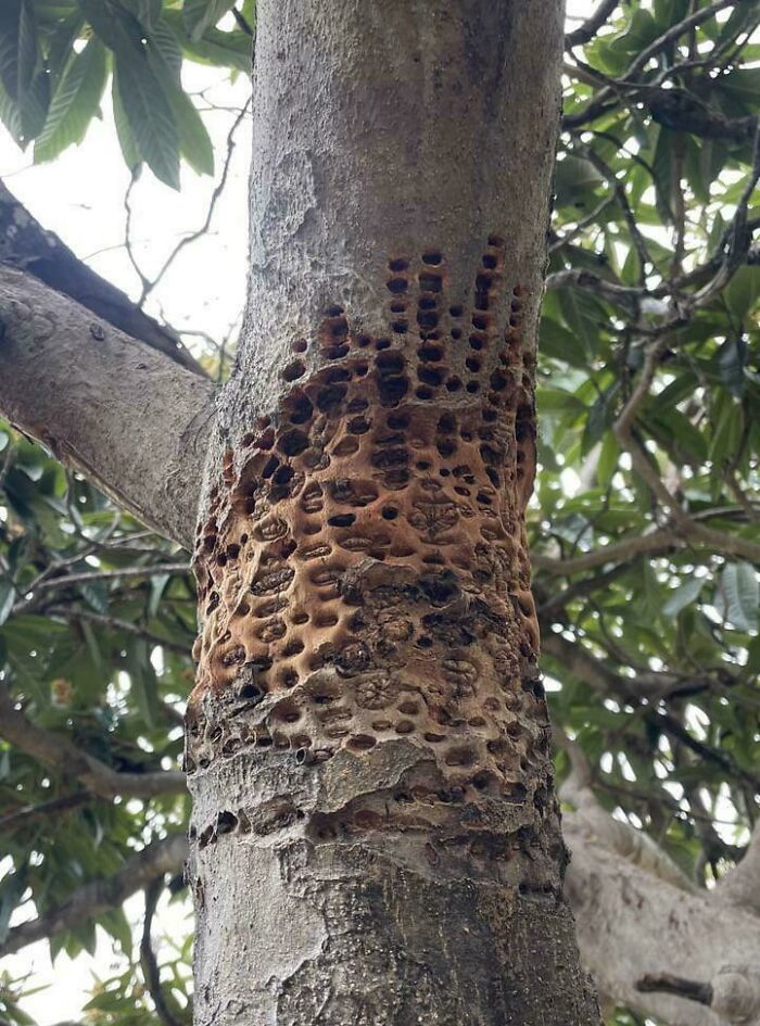 80 Pics That Are Weirdly Uncomfortable Even If You Don’t Suffer From Trypophobia (New Pics)