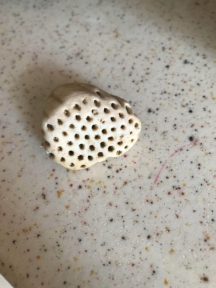 80 Pics That Are Weirdly Uncomfortable Even If You Don’t Suffer From Trypophobia (New Pics)