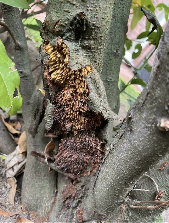 80 Pics That Are Weirdly Uncomfortable Even If You Don’t Suffer From Trypophobia (New Pics)