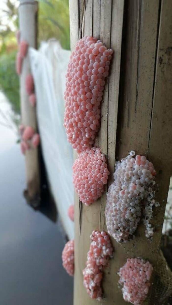 80 Pics That Are Weirdly Uncomfortable Even If You Don’t Suffer From Trypophobia (New Pics)