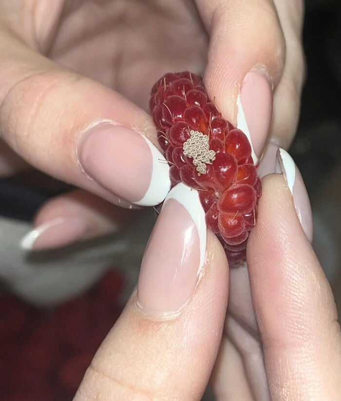 80 Pics That Are Weirdly Uncomfortable Even If You Don’t Suffer From Trypophobia (New Pics)