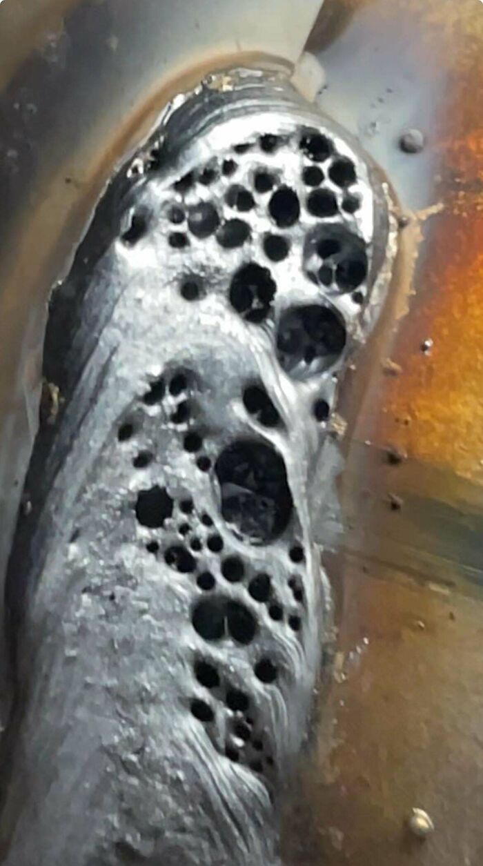 80 Pics That Are Weirdly Uncomfortable Even If You Don’t Suffer From Trypophobia (New Pics)