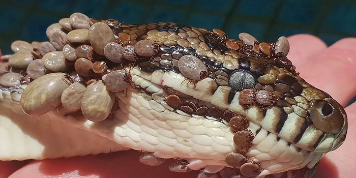 80 Pics That Are Weirdly Uncomfortable Even If You Don’t Suffer From Trypophobia (New Pics)