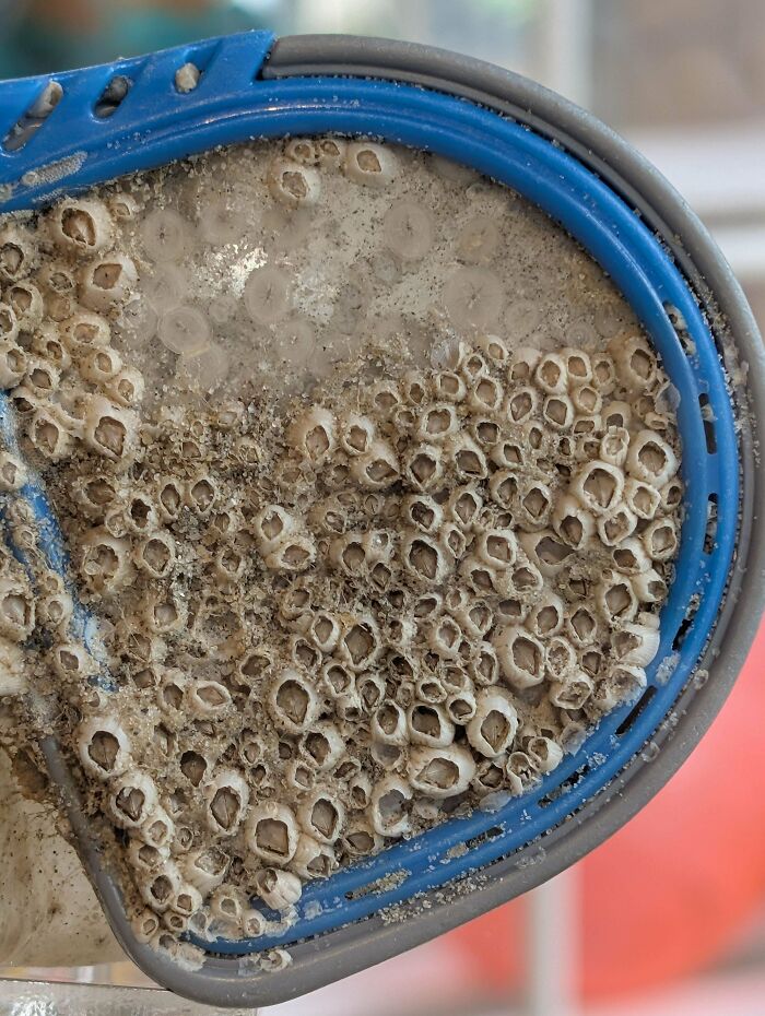80 Pics That Are Weirdly Uncomfortable Even If You Don’t Suffer From Trypophobia (New Pics)
