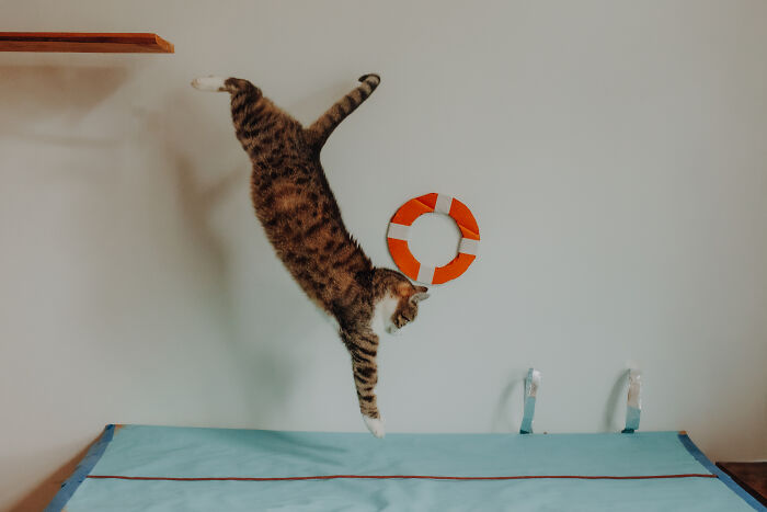 My Cats Became Athletes For My Annual Calendar, And The Photos Are Purrfection (13 Pics)