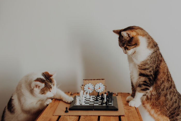 My Cats Became Athletes For My Annual Calendar, And The Photos Are Purrfection (13 Pics)