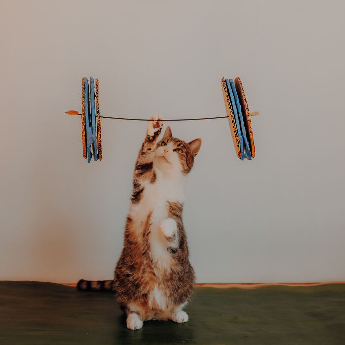 My Cats Became Athletes For My Annual Calendar, And The Photos Are Purrfection (13 Pics)