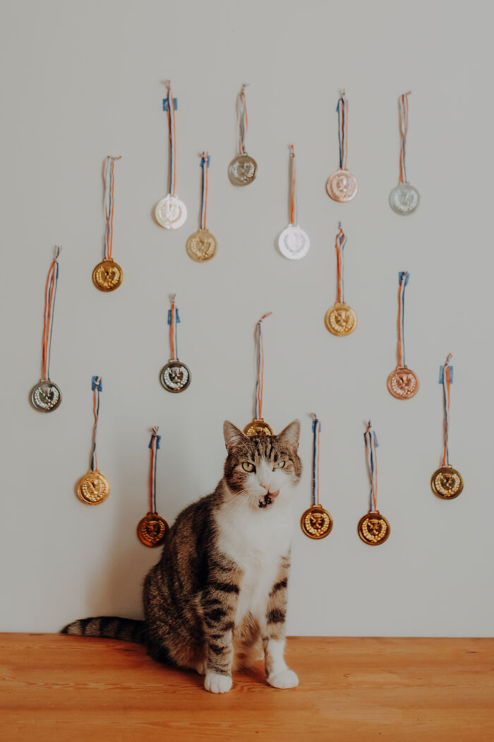 My Cats Became Athletes For My Annual Calendar, And The Photos Are Purrfection (13 Pics)