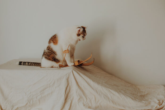 My Cats Became Athletes For My Annual Calendar, And The Photos Are Purrfection (13 Pics)